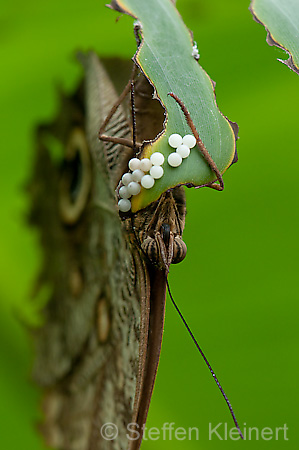 133 Bananenfalter - Caligo eurilochus